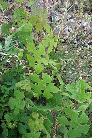 Vitis sylvestris ? \ Wilde Weinrebe, Kroatien Senj 4.6.2008