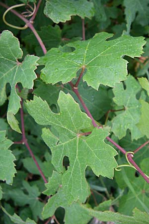 Vitis sylvestris ? / Grape Vine, Croatia Senj 4.6.2008