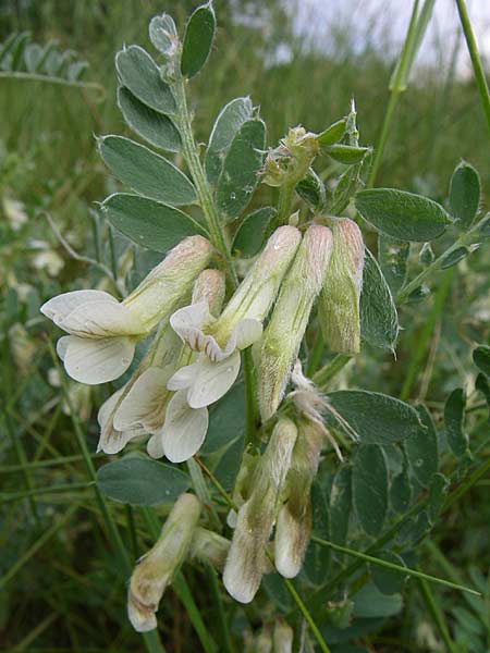 Vicia pannonica subsp. pannonica \ Ungarische Wicke / Hungarian Vetch, Kroatien/Croatia Istrien/Istria, Zminj 5.6.2008