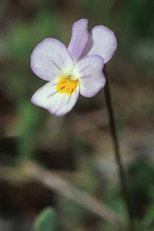 Viola kitaibeliana / Dwarf Pansy, Croatia Šibenik 2.4.2006