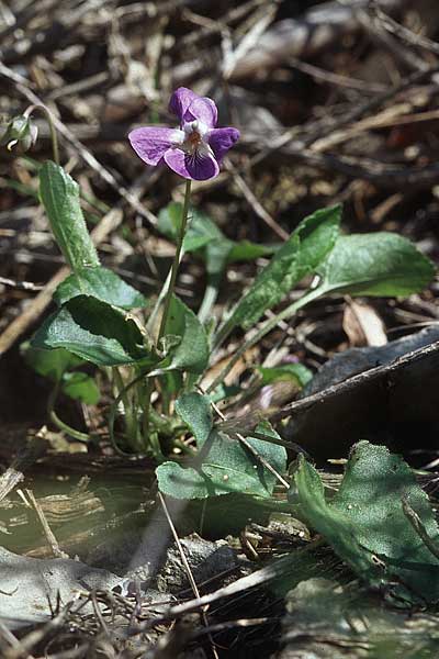 Viola alba subsp. scotophylla \ Lilasporniges Wei-Veilchen / Dark-Leaved White Violet, Kroatien/Croatia Šibenik 2.4.2006