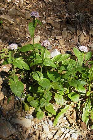 Valeriana montana \ Berg-Baldrian, Kroatien Velebit Zavizan 30.6.2010