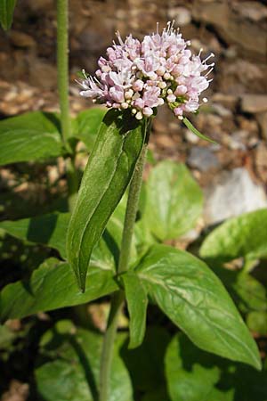 Valeriana montana / Mountain Valerian, Croatia Velebit Zavizan 30.6.2010