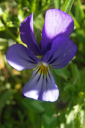 Viola tricolor \ Wildes Stiefmtterchen / Heartsease, Wild Pansy, Kroatien/Croatia Velebit Zavizan 30.6.2010