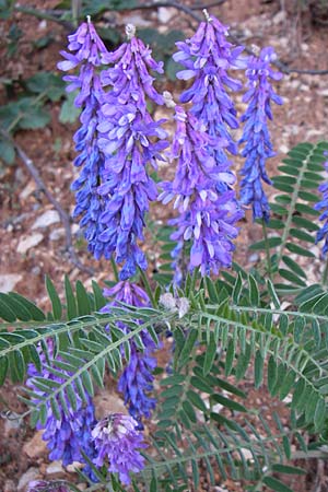 Vicia cracca \ Vogel-Wicke / Tufted Vetch, Kroatien/Croatia Plitvička 31.5.2008