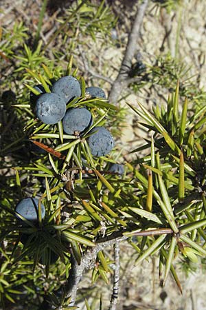 Juniperus communis \ Gewhnlicher Wacholder / Juniper, Kroatien/Croatia Istrien/Istria, Gračišće 15.7.2007