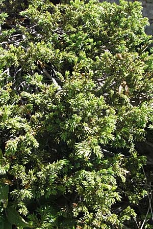 Juniperus communis subsp. nana \ Zwerg-Wacholder / Alpine Juniper, Kroatien/Croatia Velebit Zavizan 17.7.2007