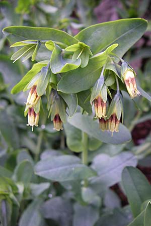 Cerinthe glabra \ Kahle Wachsblume, Alpen-Wachsblume / Smooth Honeywort, Kroatien/Croatia Velebit Zavizan 4.6.2008