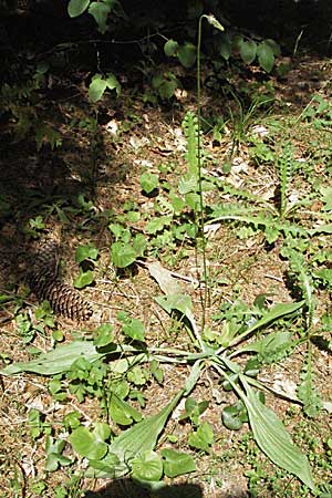 Plantago media / Hoary Plantain, Croatia Plitvička 18.7.2007