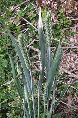 Triticum aestivum \ Saat-Weizen, Weich-Weizen, Kroatien Istrien, Zminj 5.6.2008