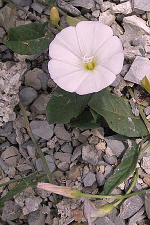 Convolvulus arvensis \ Acker-Winde, Kroatien Istrien, Gračišće 27.5.2006