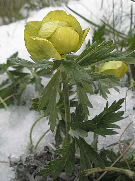 Trollius europaeus \ Trollblume / Globe Flower, Kroatien/Croatia Velebit Zavizan 1.6.2006
