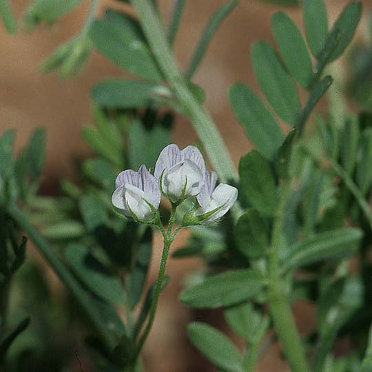 Vicia ervilia \ Linsen-Wicke, Kroatien Korčula, Prizba 5.4.2006