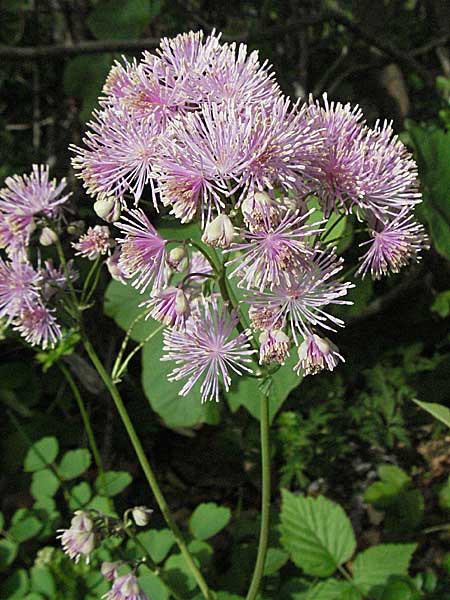 Thalictrum aquilegiifolium \ Groe Wiesenraute, Akeleiblttrige Wiesenraute, Kroatien Velebit Oltare 31.5.2006