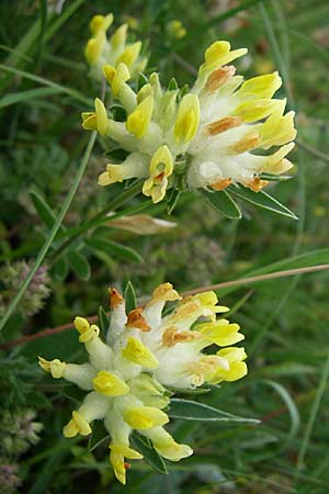 Anthyllis vulneraria subsp. polyphylla \ Steppen-Wundklee, Ungarischer Wundklee / Many-Leaved Kidney Vetch, Kroatien/Croatia Velebit 3.6.2008