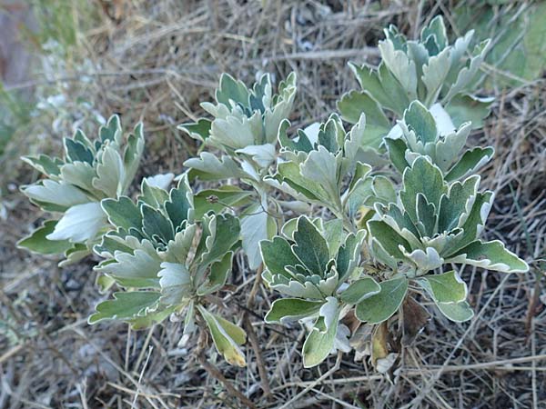 Unknown_bush spec2 ? \ Unbekannter Strauch / Unknown Bush, Kroatien/Croatia Istrien/Istria, Pazin 13.8.2016