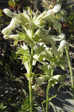 Stachys subcrenata \ Karst-Ziest, Schwachgezhnter Ziest / Dalmatian Woundwort, Kroatien/Croatia Velebit 16.7.2007