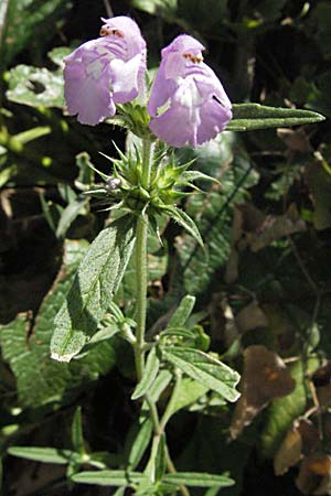 Galeopsis angustifolia / Red Hemp-Nettle, Croatia Senj 18.7.2007