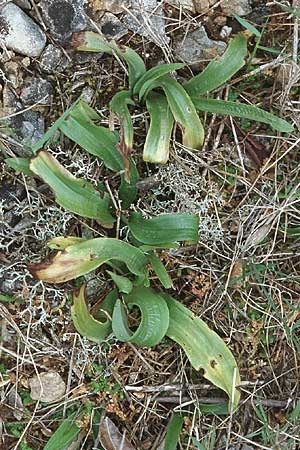 Aceras anthropophorum \ Ohnsporn, Puppenorchis / Man Orchid (Rosette), Kroatien/Croatia,  Korcula, Prizba 5.4.2006 