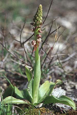 Aceras anthropophorum / Man Orchid, Croatia,  Hvar, Jelsa 7.4.2006 