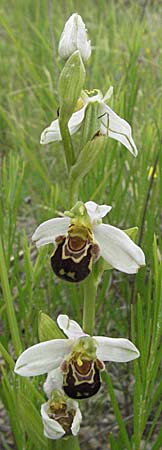 Ophrys apifera \ Bienen-Ragwurz / Bee Orchid, Kroatien/Croatia,  Istrien/Istria, Gracisce 27.5.2006 