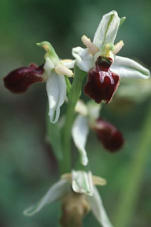 Ophrys exaltata subsp. archipelagi / Adriatic Ophrys, Croatia,  Korcula, Prizba 5.4.2006 