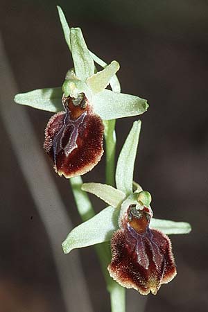 [click] Ophrys exaltata subsp. cephalonica, Croatia,  Gruda 3.4.2006 