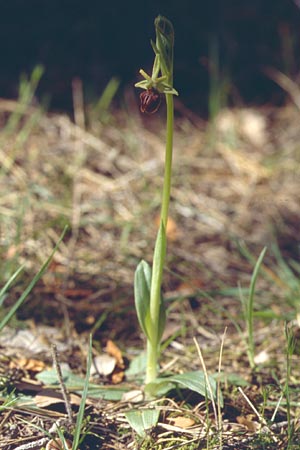 Ophrys exaltata subsp. cephalonica \ Kefalonia-Ragwurz / Cephalonia Orchid, Kroatien/Croatia,  Gruda 3.4.2006 