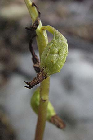 Corallorrhiza trifida \ Korallenwurz, Kroatien,  Velebit Zavizan 17.7.2007 