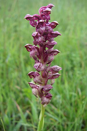 Anacamptis coriophora \ Wanzen-Knabenkraut / Bug Orchid, Kroatien/Croatia,  Gospic 3.6.2008 