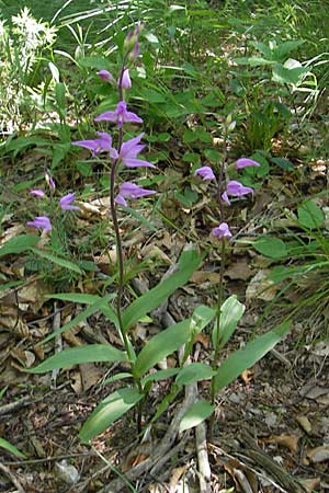 Cephalanthera rubra / Red Helleborine, Croatia,  Velebit Oltare 29.6.2010 