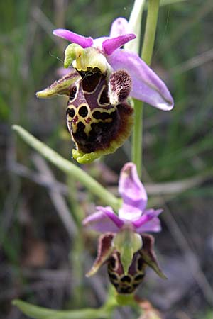 Ophrys dinarica \ Dinarische Ragwurz / Dinarian Orchid, Kroatien/Croatia,  Kljake 2.6.2008 