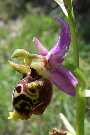 Ophrys dinarica \ Dinarische Ragwurz / Dinarian Orchid, Kroatien/Croatia,  Kljake 2.6.2008 