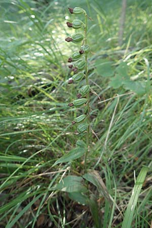 Epipactis leptochila subsp. dinarica \ Dinarische Ständelwurz / Dinarian Helleborine, Kroatien/Croatia,  Ucka 12.8.2016 