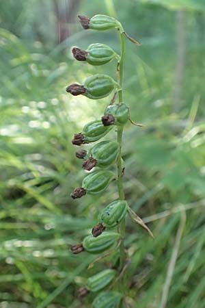 Epipactis leptochila subsp. dinarica \ Dinarische Ständelwurz / Dinarian Helleborine, Kroatien/Croatia,  Ucka 12.8.2016 