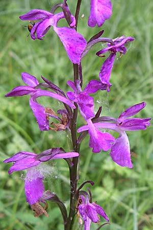 Anacamptis palustris subsp. elegans \ Elegantes Sumpf-Knabenkraut / Elegant Marsh Orchid, Kroatien/Croatia,  Visovac 2.6.2008 