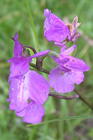 Anacamptis palustris subsp. elegans \ Elegantes Sumpf-Knabenkraut / Elegant Marsh Orchid, Kroatien/Croatia,  Visovac 2.6.2008 