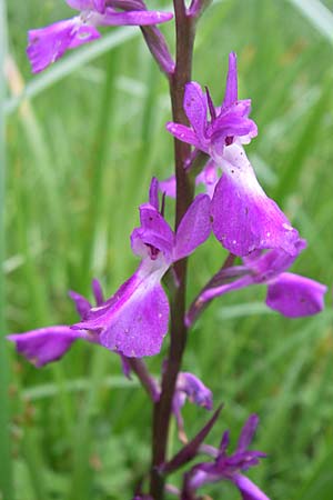 Anacamptis palustris subsp. elegans \ Elegantes Sumpf-Knabenkraut, Kroatien,  Visovac 2.6.2008 