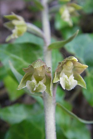 Epipactis microphylla \ Kleinblättrige Ständelwurz / Small-Leaved Helleborine, Kroatien/Croatia,  Plitvicka 30.6.2010 