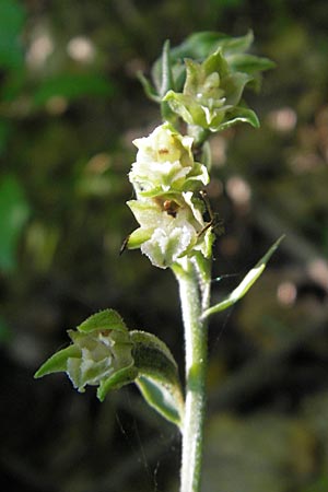 Epipactis microphylla \ Kleinblättrige Ständelwurz / Small-Leaved Helleborine, Kroatien/Croatia,  Medvednica 1.7.2010 