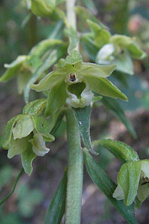 Epipactis greuteri \ Greuters Ständelwurz / Greuter's Helleborine, Kroatien/Croatia,  Velebit 16.7.2007 