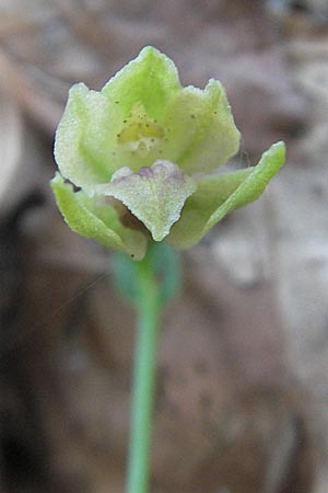 Epipactis exilis \ Zierliche Ständelwurz, Kroatien,  Ucka 17.7.2010 