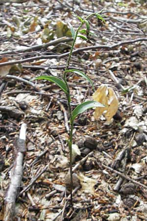 Epipactis exilis \ Zierliche Ständelwurz, Kroatien,  Medvednica 18.7.2010 