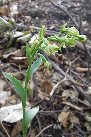 Epipactis exilis \ Zierliche Ständelwurz, Kroatien/Croatia,  Medvednica 18.7.2010 