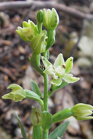 Epipactis exilis \ Zierliche Ständelwurz, Kroatien,  Medvednica 18.7.2010 