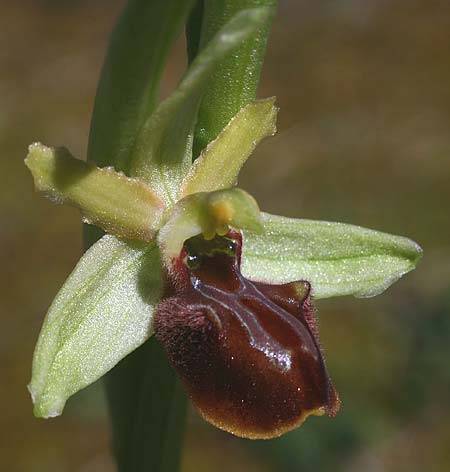 Ophrys grammica / Grammos Orchid, Croatia,  Gruda 31.3.2015 (Photo: Helmut Presser)