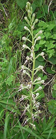 Himantoglossum adriaticum \ Adriatische Riemenzunge / Adriatic Lizard Orchid, Kroatien/Croatia,  Istrien/Istria, Gracisce 27.5.2006 