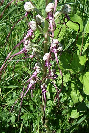 Himantoglossum adriaticum / Adriatic Lizard Orchid, Croatia,  Zagorje 31.5.2008 