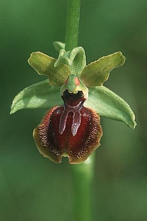 Ophrys illyrica \ Illyrische Ragwurz / Illyrian Spider Orchid, Kroatien/Croatia,  Cres 11.5.2002 (Photo: Helmut Presser)