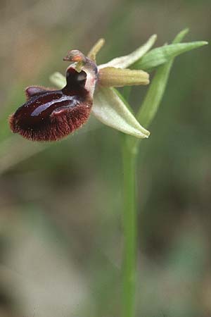 Ophrys incubacea \ Schwarze Ragwurz / Black Spider Orchid, Kroatien/Croatia,  Korcula, Prizba 5.4.2006 